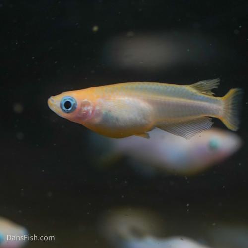Red Emperor Medaka Ricefish Standard Fin