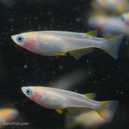 Red Emperor Medaka Ricefish Standard Fin