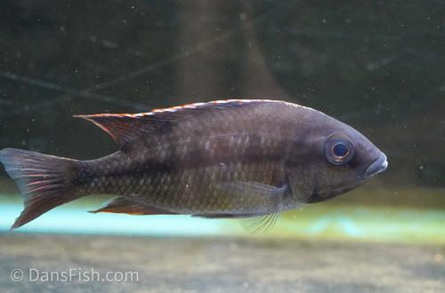 Red Empress Cichlid, Female