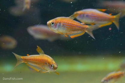 Scratched Kerri Tetra