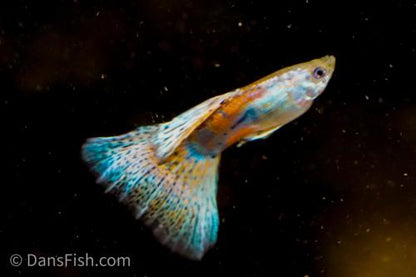 Red Grass Guppy, Male