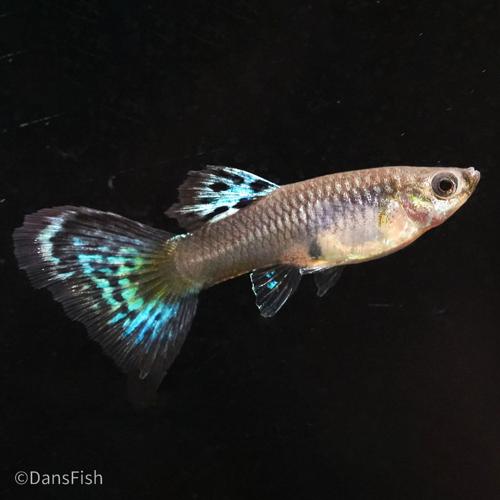 Red Grass Guppy, Male