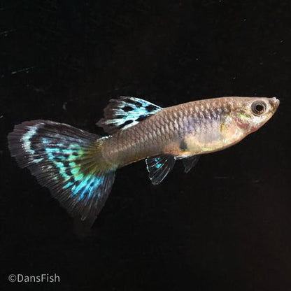 Red Grass Guppy, Male