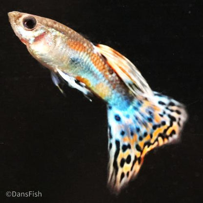 Red Grass Guppy, Male