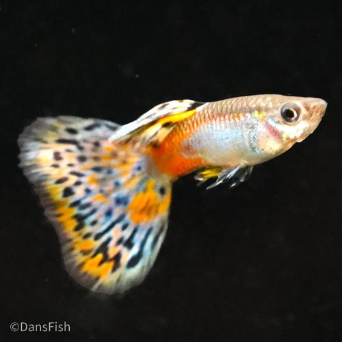 Red Grass Guppy, Male