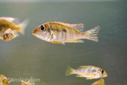 Red Head Tapajos