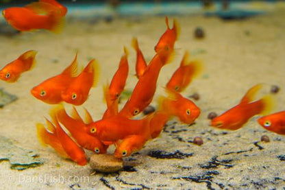 Red High-Fin Platy