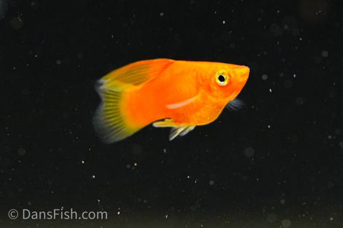 Red High-Fin Platy