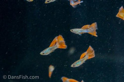 Red Lace Guppy, Pair (1M1F)