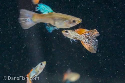 Red Lace Guppy, Pair (1M1F)
