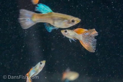 Red Lace Guppy, Pair (1M1F)