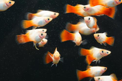 Red Marlboro Platy, Pair (1M1F)