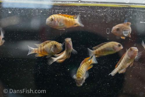 Firecracker Tropheus 'Moliro'
