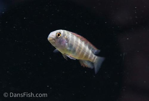 Firecracker Tropheus 'Moliro'
