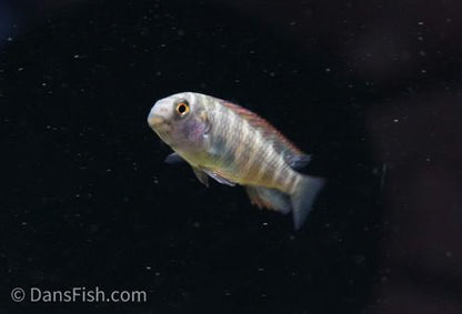 Firecracker Tropheus 'Moliro'