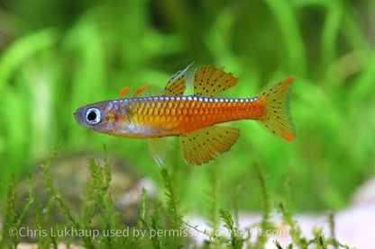Red Neon Blue Eye Rainbow