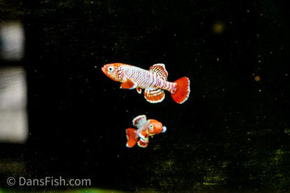 Nothobranchius eggersi 'Ruhoi Red", Male