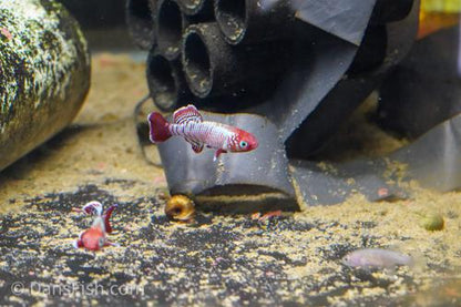 Nothobranchius eggersi 'Ruhoi Red", Male