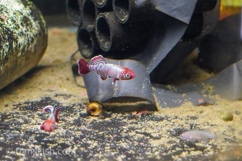 Nothobranchius eggersi 'Ruhoi Red", Male