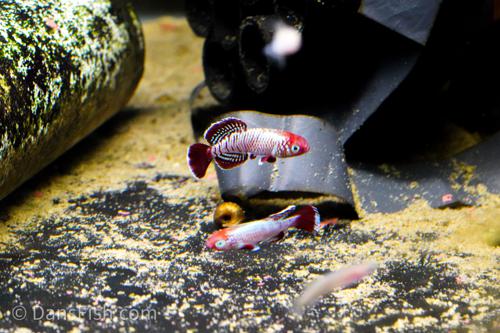 Nothobranchius eggersi 'Ruhoi Red", Male