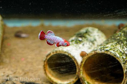 Nothobranchius eggersi 'Ruhoi Red", Male