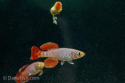 Red Nothobranchius korthausae 'Mafia TZN 08-2', Pair (1M1F)
