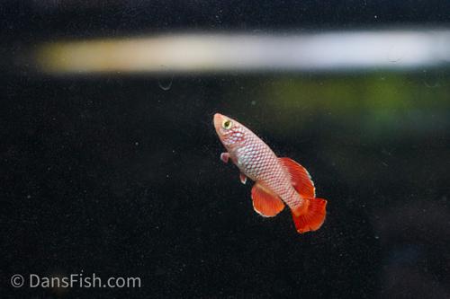Red Nothobranchius korthausae 'Mafia TZN 08-2', Pair (1M1F)