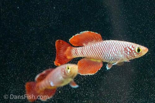 Red Nothobranchius korthausae 'Mafia TZN 08-2', Pair (1M1F)