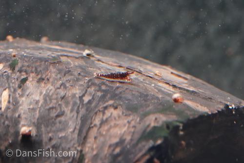 Red Orchid Sulawesi Shrimp, (4 pack)