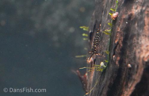 Red Orchid Sulawesi Shrimp, (4 pack)