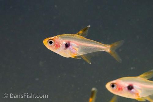 Red Phantom Tetra