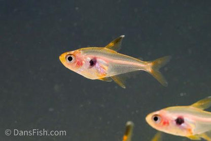 Red Phantom Tetra