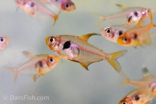 Red Phantom Tetra