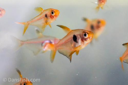 Red Phantom Tetra