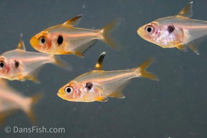 Red Phantom Tetra