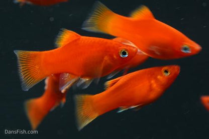 Red Platy