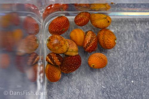 Red Pumpkin Snail, (3 pack)