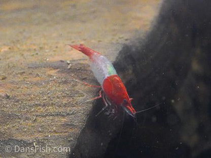 Red Rili Shrimp, (4 pack)