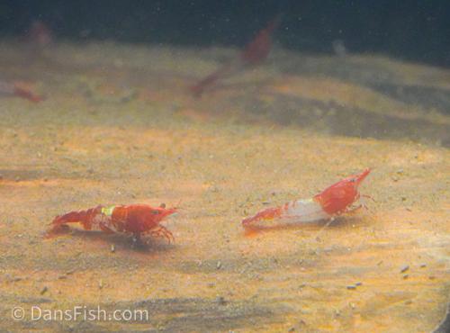 Red Rili Shrimp, (4 pack)