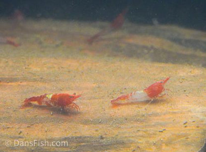 Red Rili Shrimp, (4 pack)