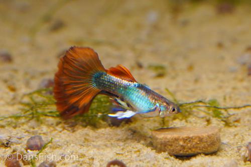 Red Rosetail Guppy, Male