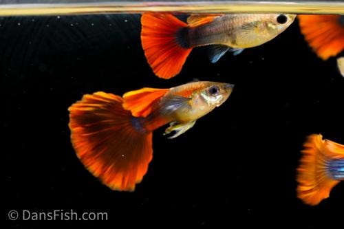 Red Rosetail Guppy, Male