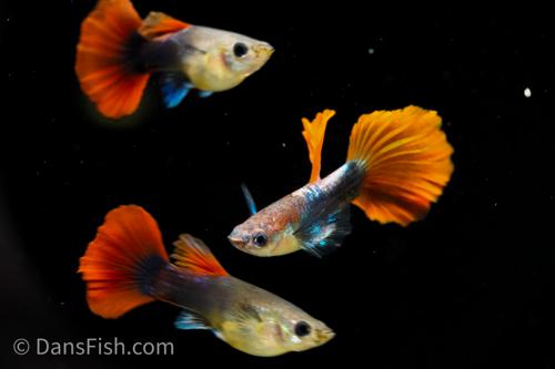 Red Rosetail Guppy, Male