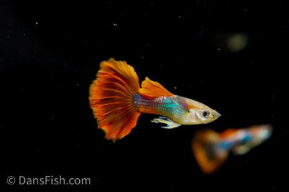 Red Rosetail Guppy, Male