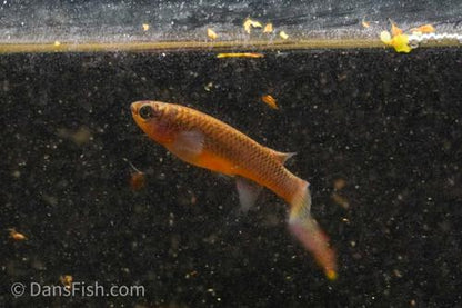 Red Stripe Killifish, Pair (1M1F)