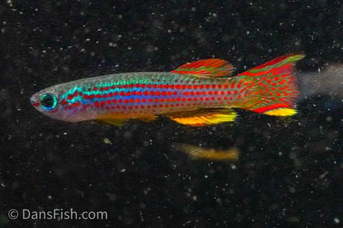 Red Stripe Killifish, Pair (1M1F)