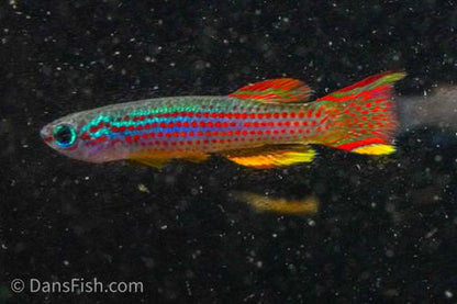 Red Stripe Killifish, Pair (1M1F)