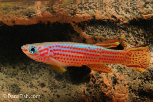 Red Stripe Killifish, Pair (1M1F)