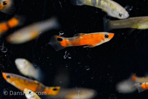 Red Swamp Guppy, Breeding Group  (1M4F)