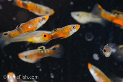 Red Swamp Guppy, Breeding Group  (1M4F)